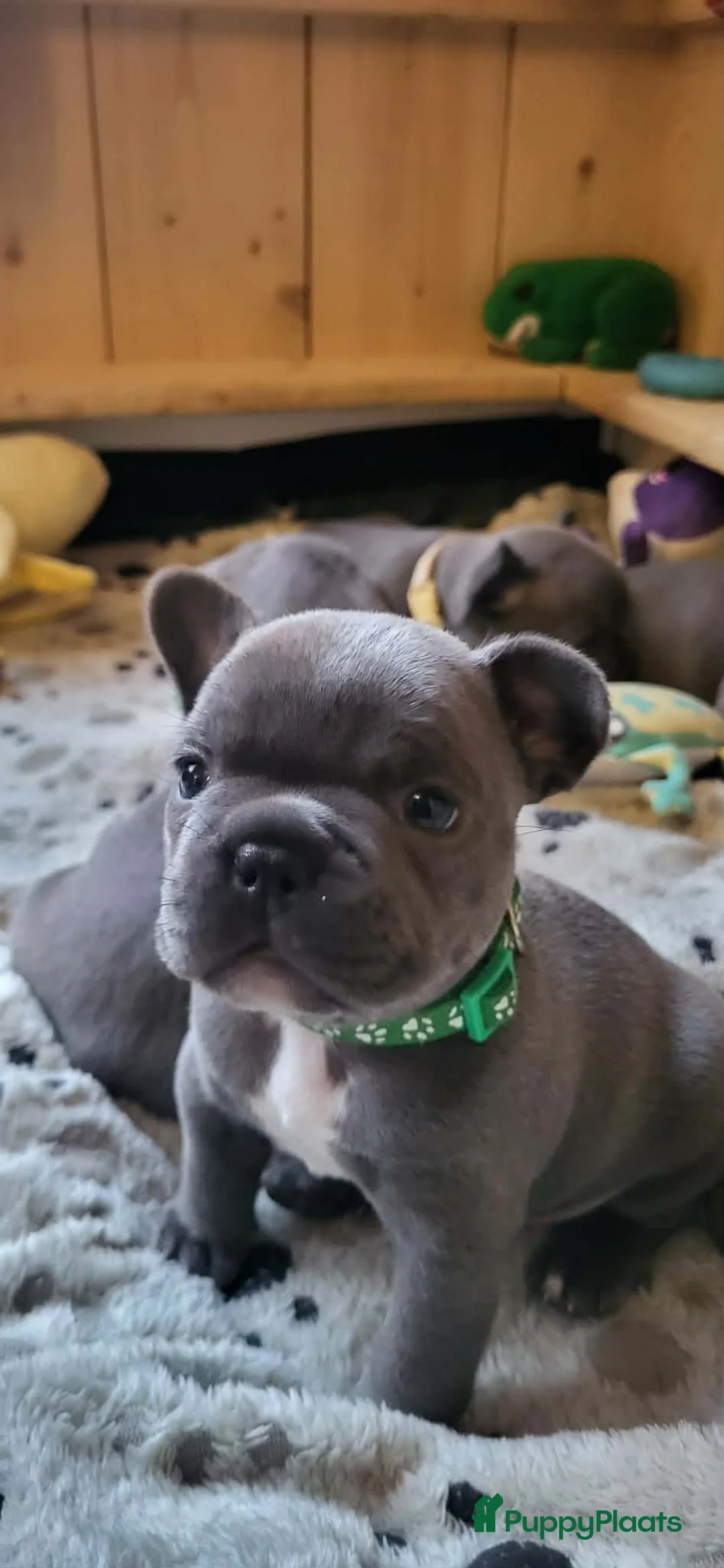 Franse Bulldog honden te koop:  Prachtige Blauwe Bulldog puppy’s thuisnestje - Advertentie 10