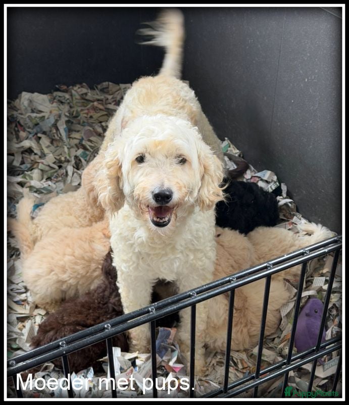 Labradoodle honden Labradoodle pups +/- 45 cm - Advertentie 2