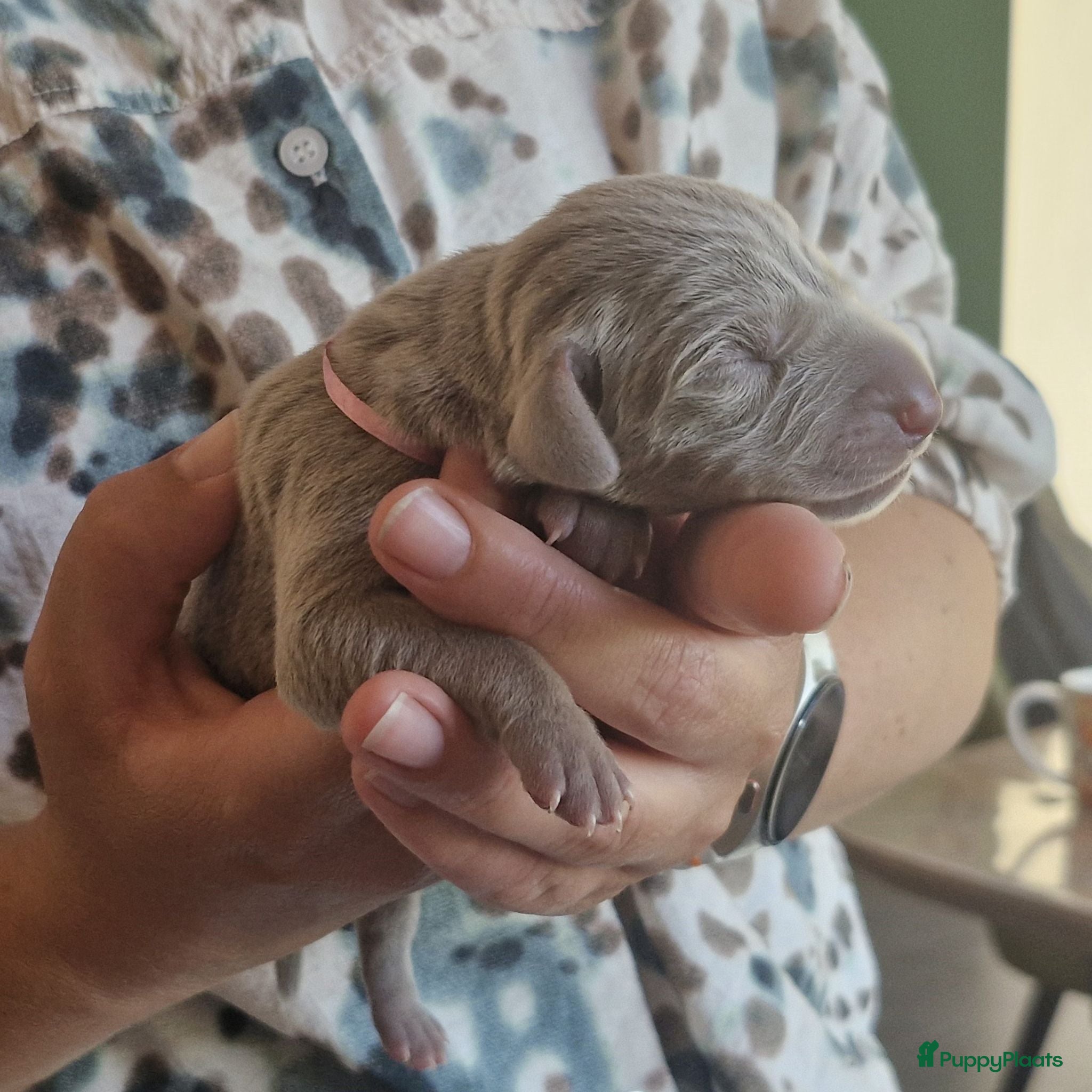 Weimarse Staande Hond korthaar honden Prachtige Weimaraner pups - Advertentie 16