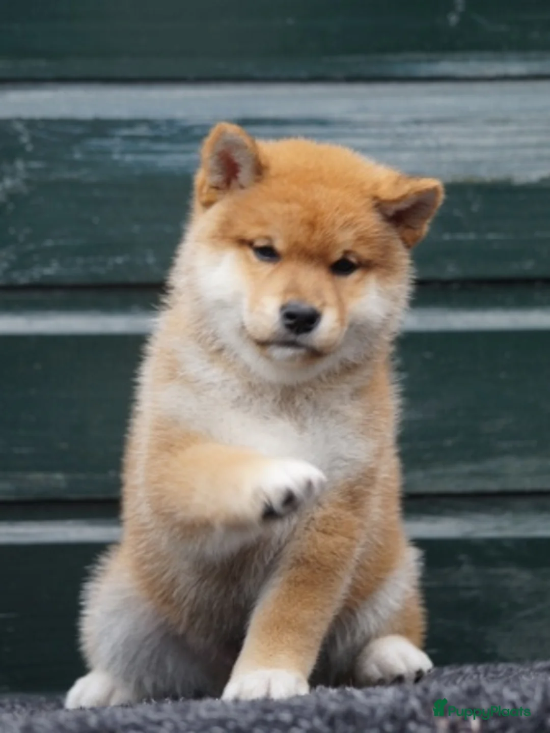 Galerij afbeelding {{count}}