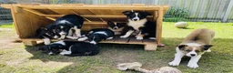 Border Collie honden te koop: Gezonde Border Collie pups stamboom (ISDS/FCI) - Advertentie 3