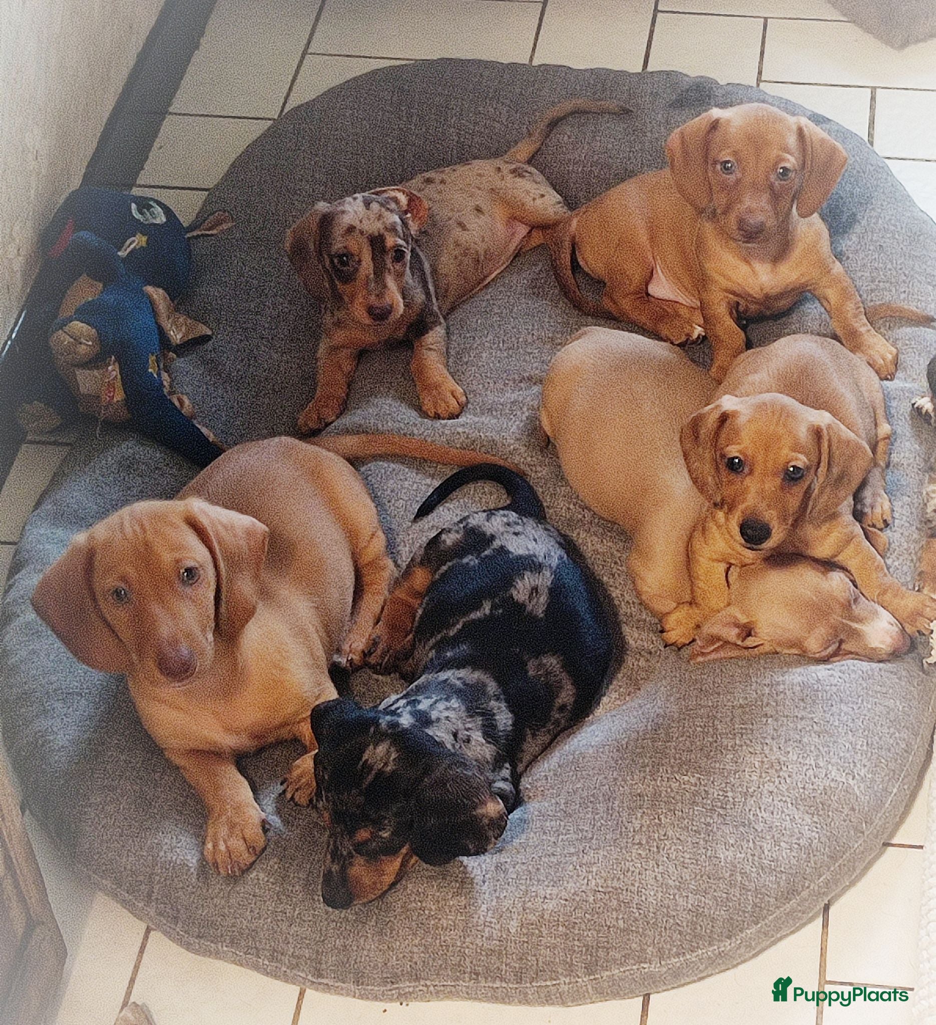 Teckel (korthaar)  honden Knappe dwergteckel pups - Advertentie 1