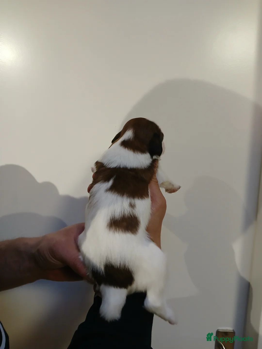 Kooikerhondje honden te koop: Supper liever  nestje kooiker pups van 7 - Advertentie 17