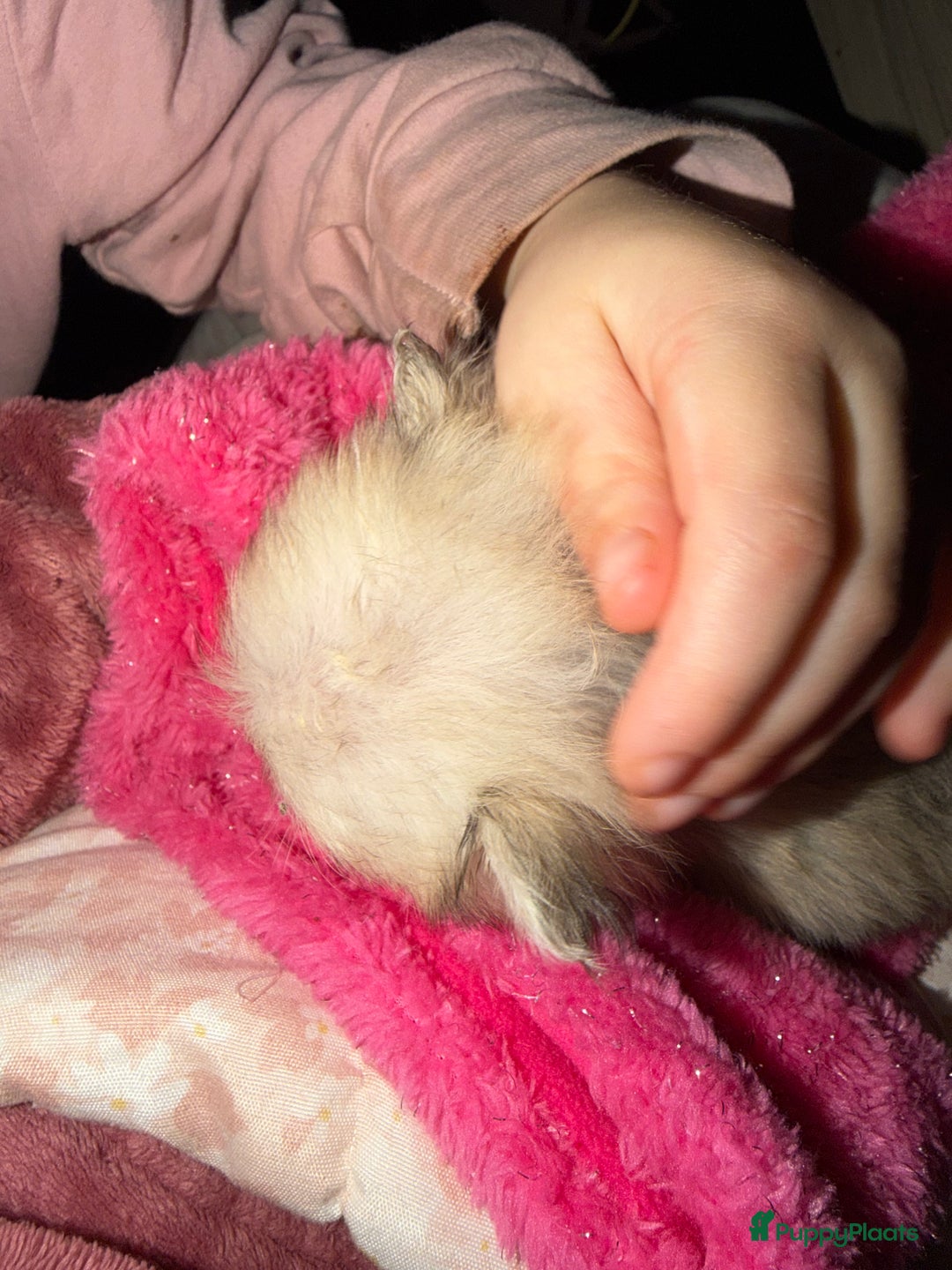 Pomchi honden te koop: Mooie pomchi - Advertentie 9