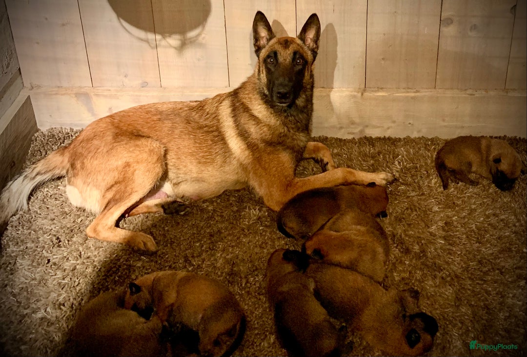 Mechelse Herder honden te koop: Mechelse herder pups met stamboom F.C.I - Advertentie 14