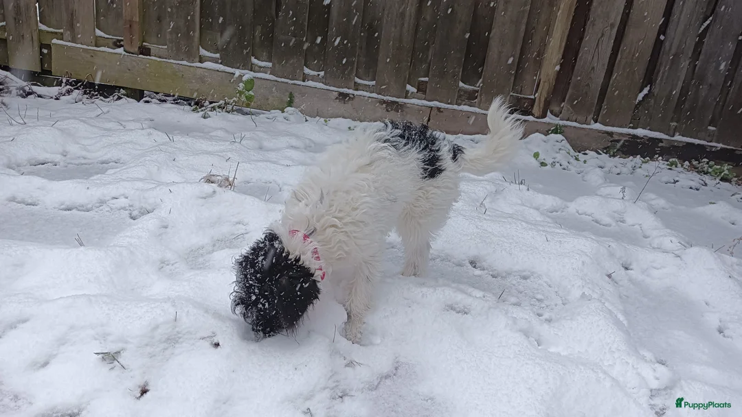 Kruising honden te koop: Maltipoo pup - Advertentie 16