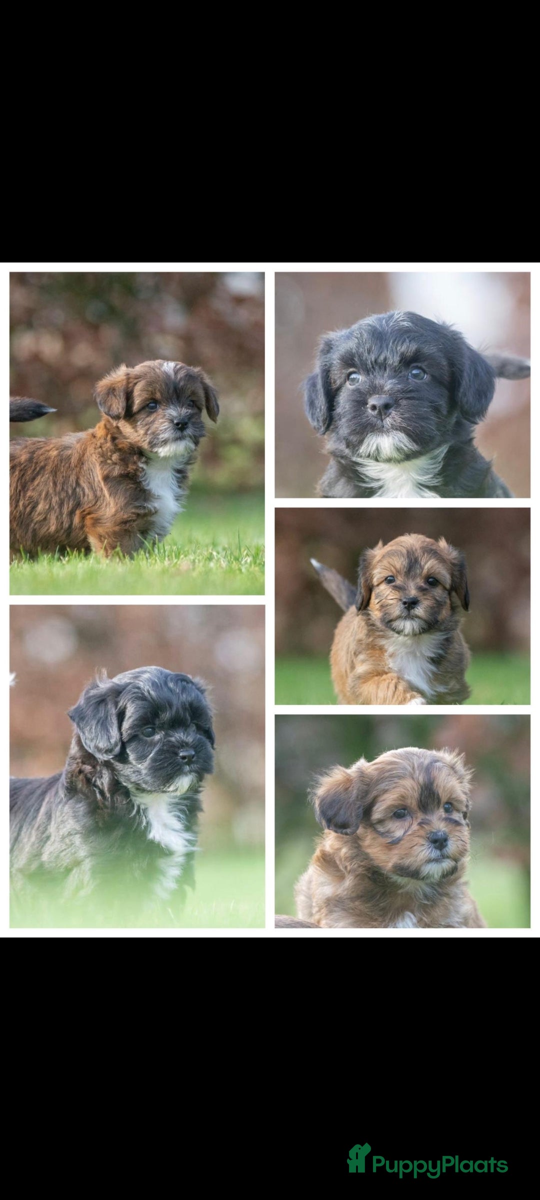 Shihpoo honden mooie kleinblijvende shihpoo doodle mini  - Advertentie 2