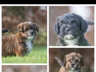 Shihpoo honden mooie kleinblijvende shihpoo doodle mini - Advertentie 2