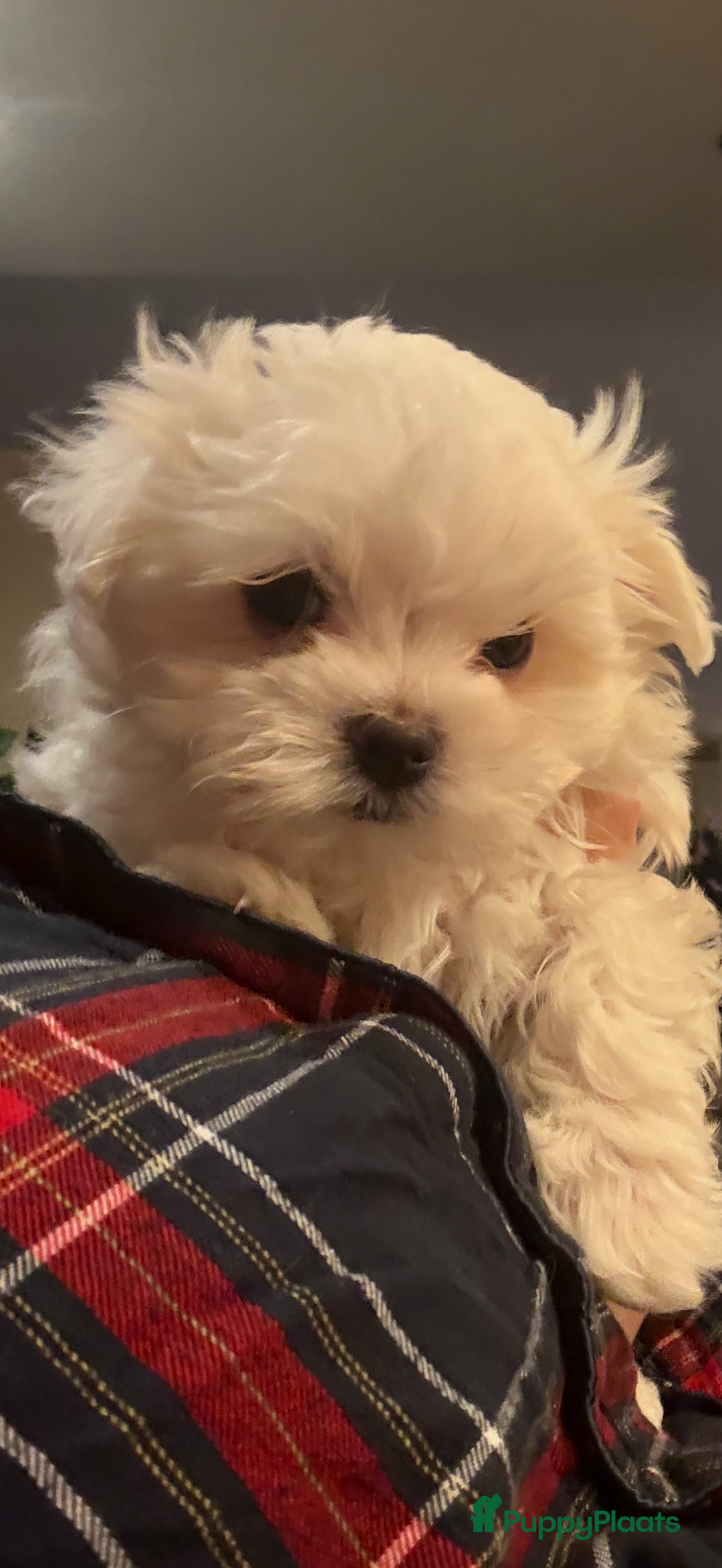 Maltezer honden te koop: Toy Maltezer pups - Advertentie 6