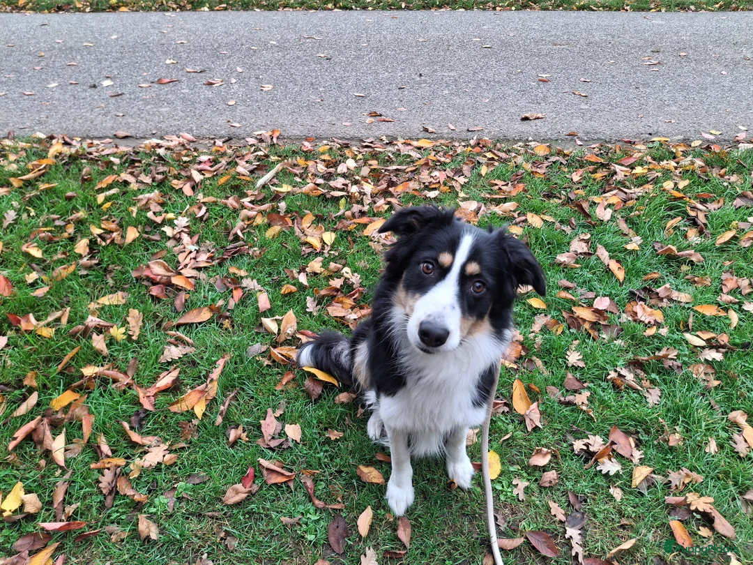 Kruising honden te koop: Bordecolie australian shepherd  - Advertentie 2