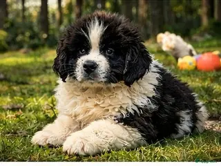 Newfoundlander honden Newfoundlander pups - Advertentie 3