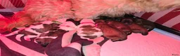Kruising honden te koop: Net geboren, Boomer Pups 💙❤️(Shih-Tzu x Boomer) - Advertentie 25