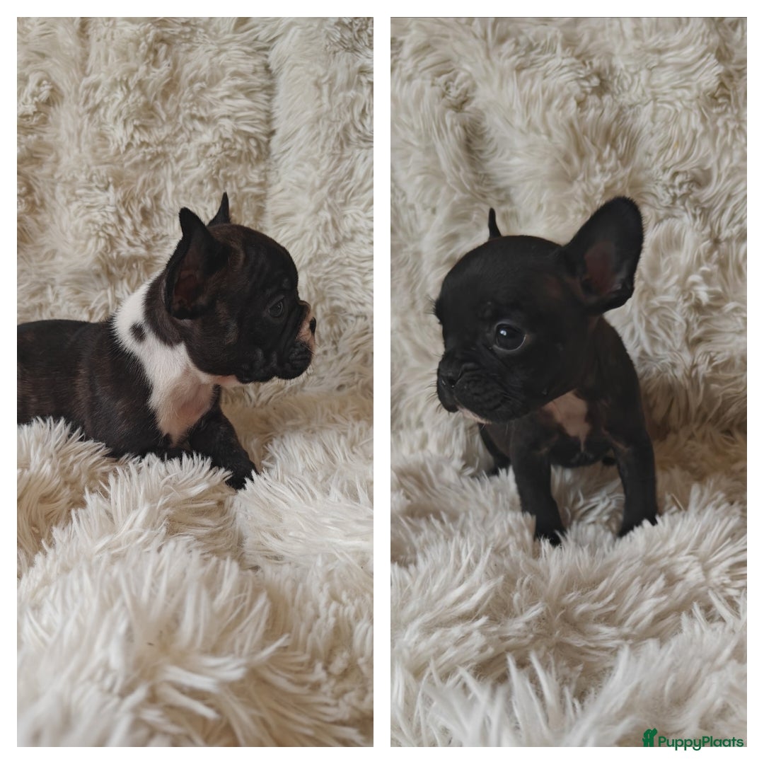 Franse Bulldog honden Franse bulldog pups uit geteste ouders.  - Advertentie 1