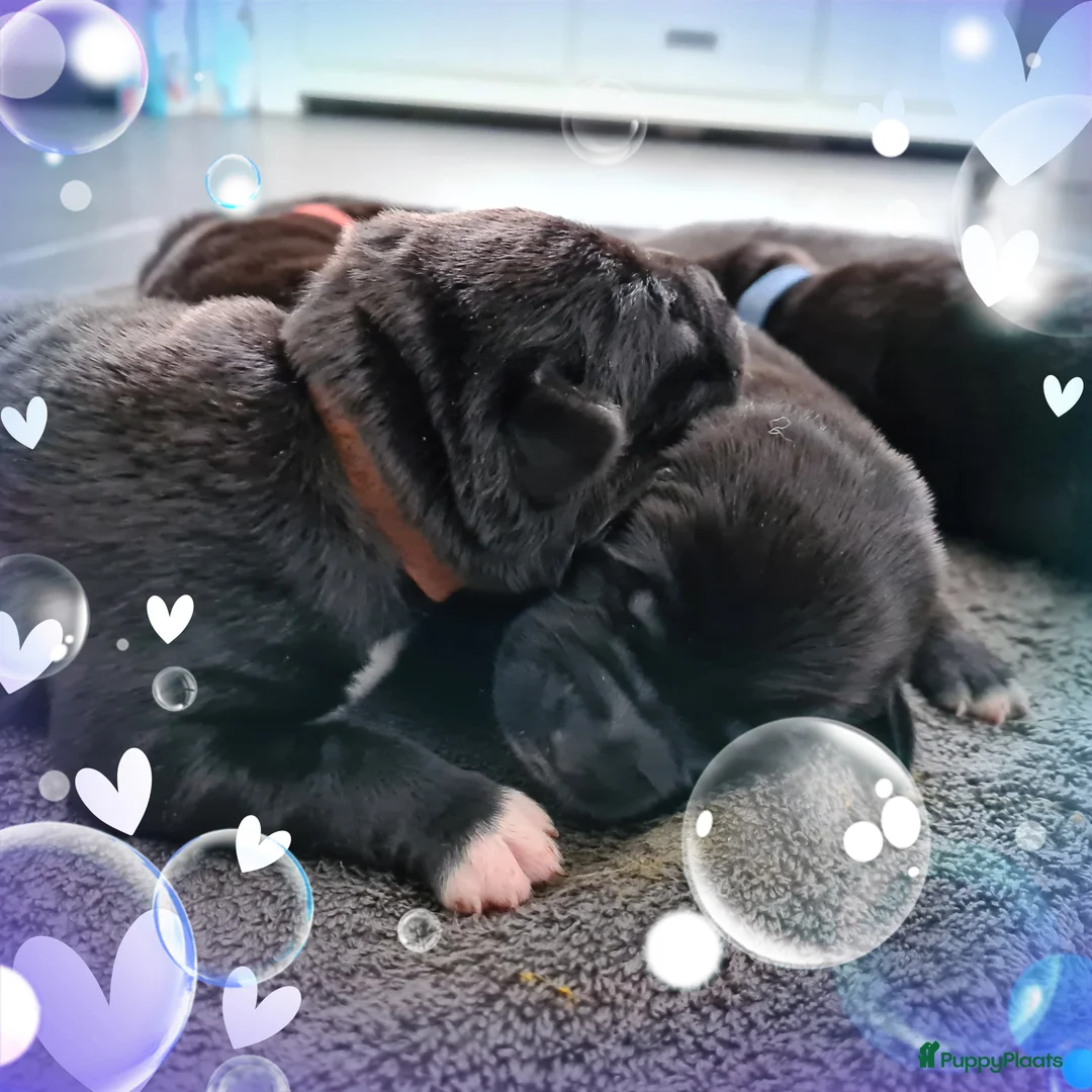 Kruising honden te koop: Prachtige F1 Borador pups van Stamboom ouders - Advertentie 8
