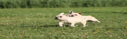 Franse Bulldog honden te koop: Franse Bulldog pups met stamboom mogen mee - Advertentie 5