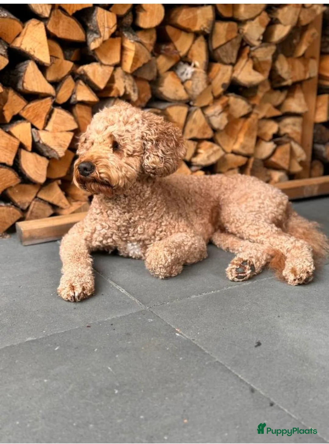 Kruising honden te koop: Lieve labradoodle / Australian labradoodle pups - Advertentie 8