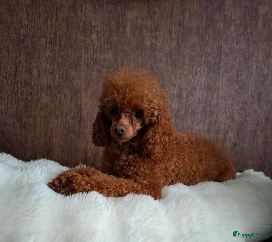 Poedel Toy honden te koop: Toypoedel  - Advertentie 7