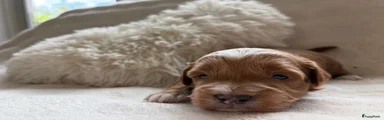 Australian Labradoodle 4