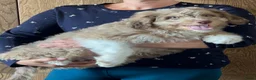 Kruising honden te koop: Mini Aussiedoodle reutjes  - Advertentie 5