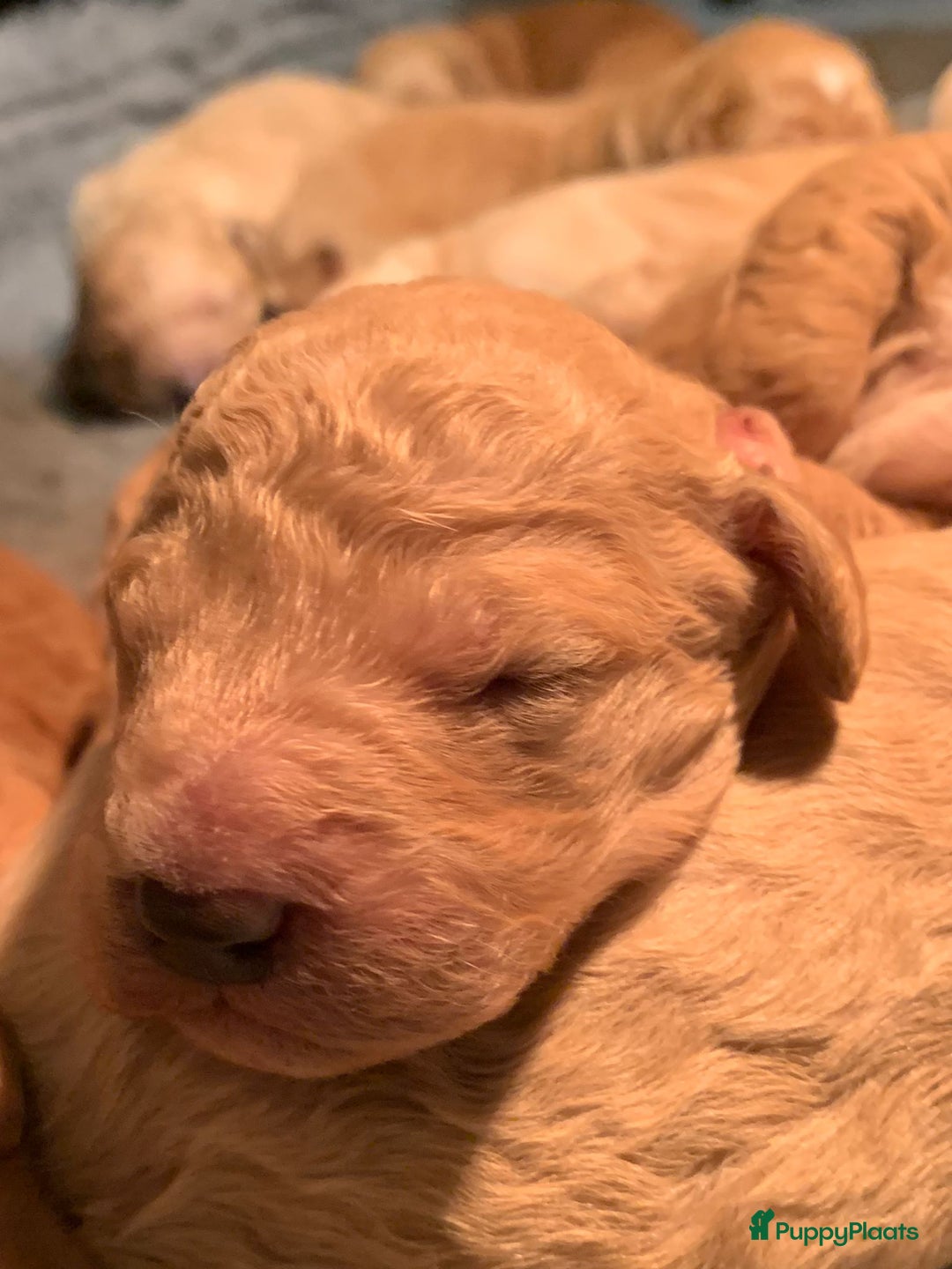 Kruising honden te koop: Goldendoodle Medium Pups Geboren - Advertentie 18
