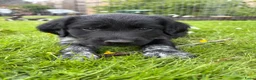 Friese Stabij honden te koop: Friese stabij puppy’s  in Uithuizermeeden - Advertentie 12