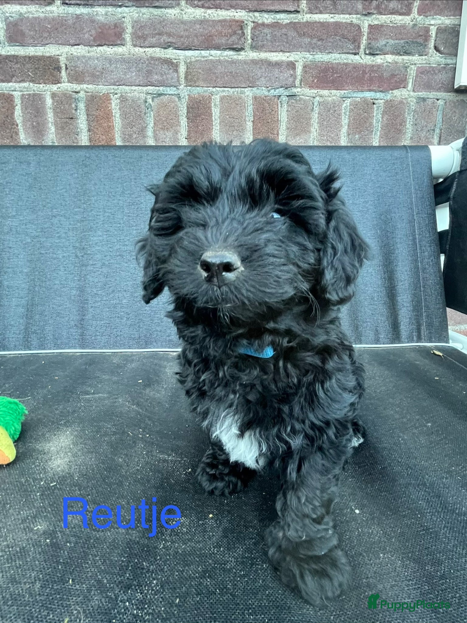 Maltipoo honden te koop: Maltipoo - Advertentie 17