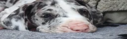 Duitse Dog honden te koop: Duitse Doggen pups in Koewacht - Advertentie 4