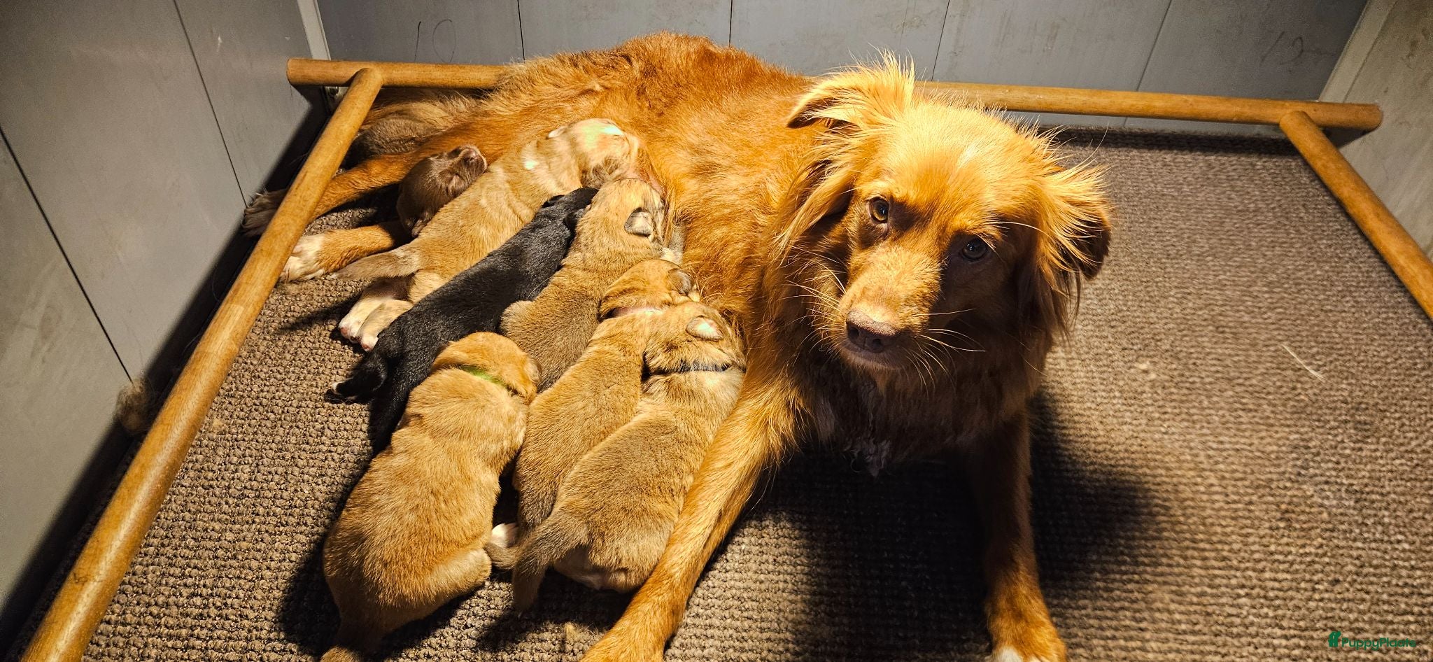 Kruising honden Toller x Aussie - Advertentie 11