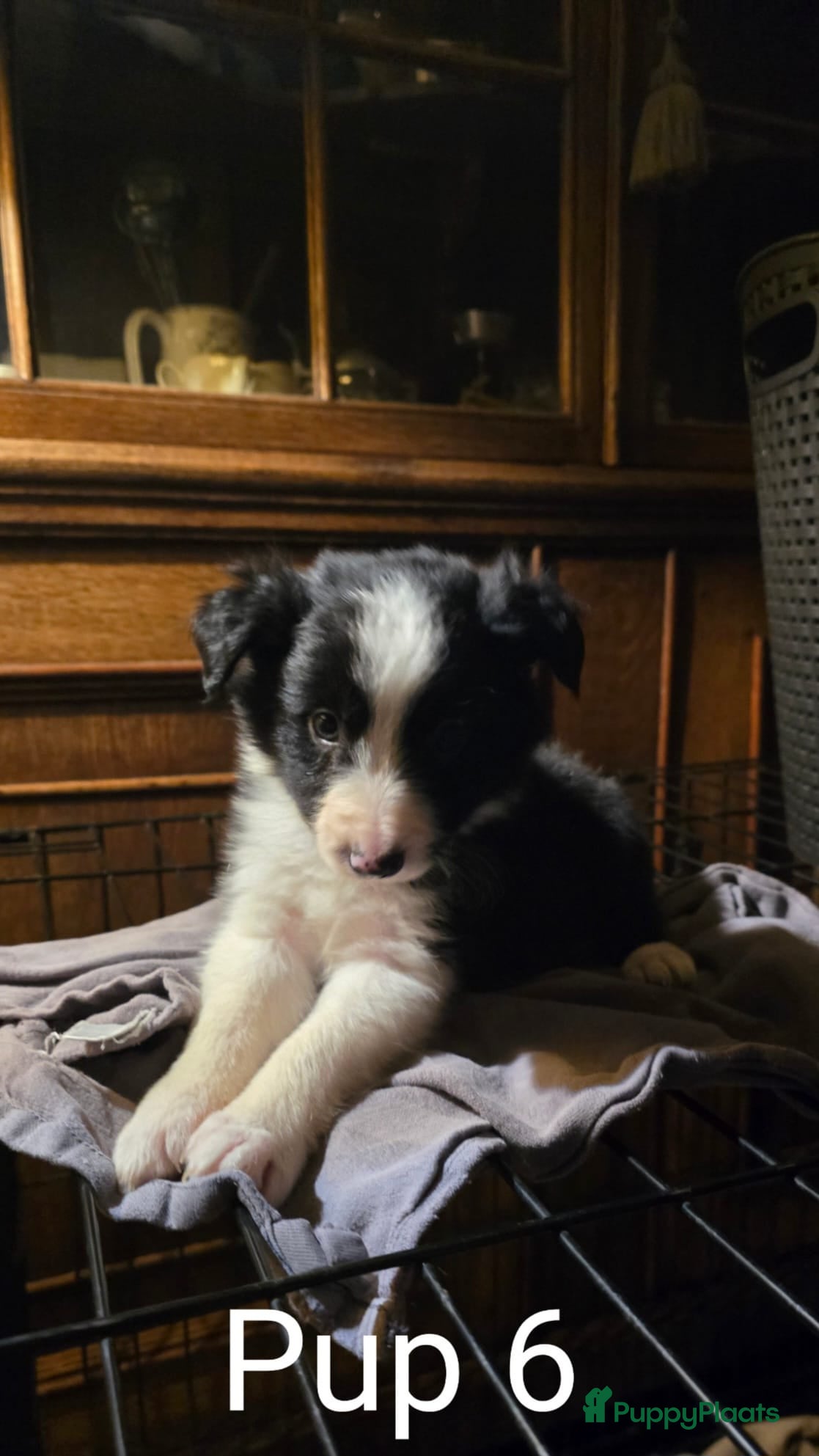 Border Collie honden Te koop 3 kleur pups uit werklijn - Advertentie 1