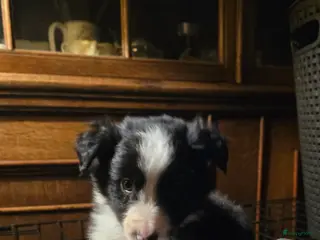 Border Collie honden Te koop 3 kleur pups uit werklijn - Advertentie 1