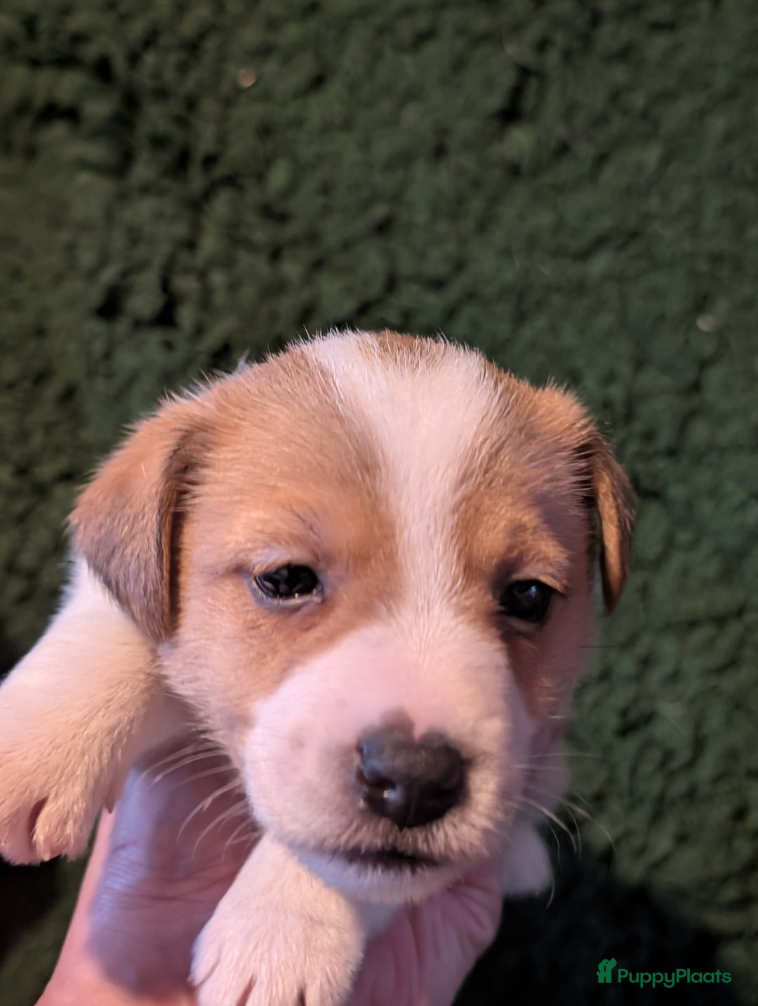 Jack Russel Terriër honden te koop: Jack Russell pups met stamboom  - Advertentie 3