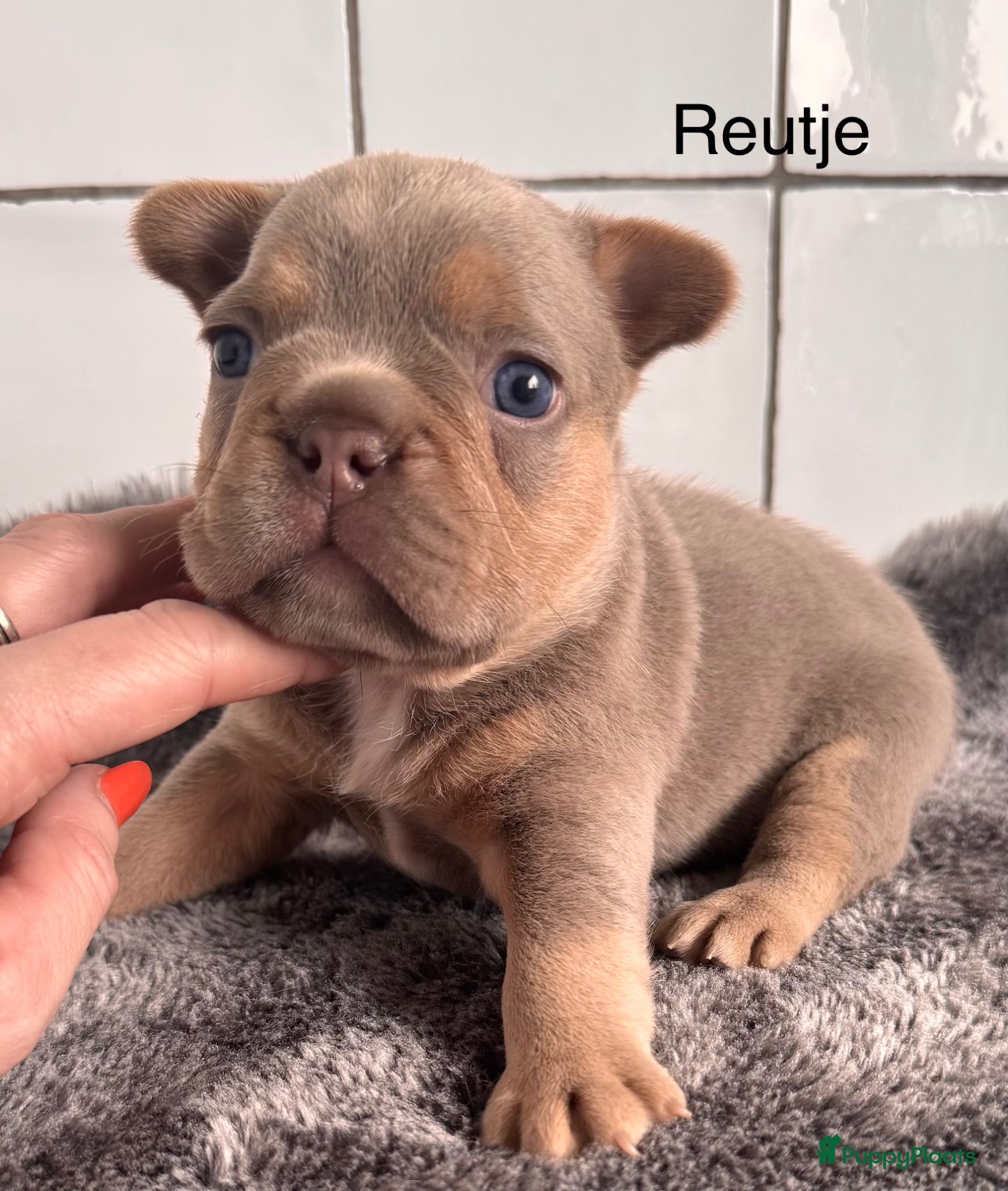 Franse Bulldog honden Prachtig Isabella cherrytan Franse bulldog pups - Advertentie 1
