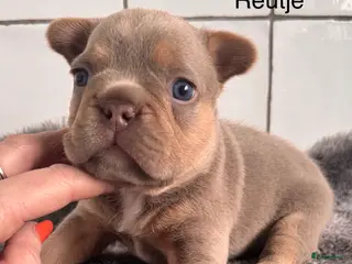 Franse Bulldog honden Prachtig Isabella cherrytan Franse bulldog pups - Advertentie 1