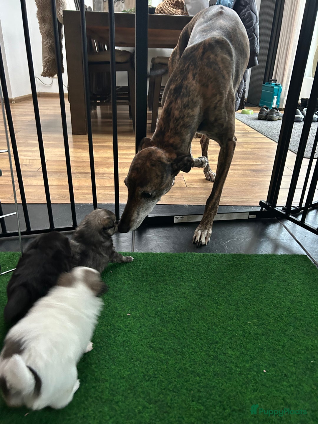 Pomchi honden te koop: Pomchi reutje - Advertentie 19