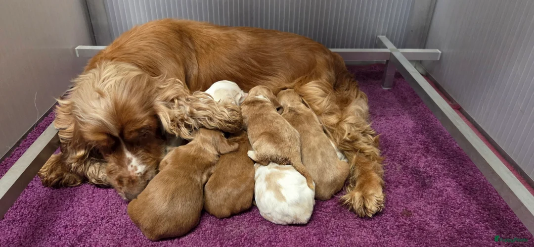 Engelse Cocker Spaniel honden te koop: Engelse Cockerspaniel pups met Stamboom  - Advertentie 6