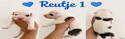 American Staffordshire Terriër honden te koop: Amerikaanse Stafford Pups - Advertentie 9