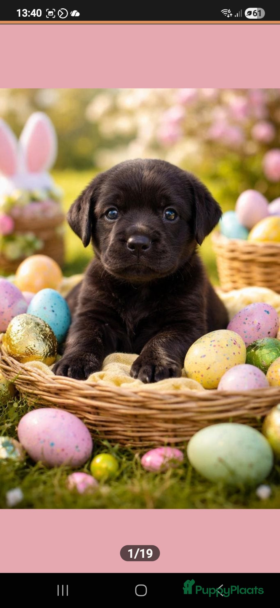 Labrador Retriever honden Labrador pup nog 1 reutje zoekt een mandje - Advertentie 6