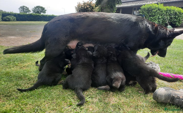 Duitse Herder honden - Advertentie 3