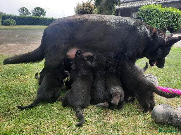 Duitse Herder honden - Advertentie 3