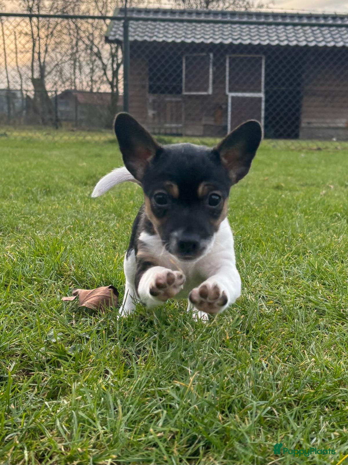 Jack Russel Terriër honden Jack Russel pup teefje - Advertentie 2