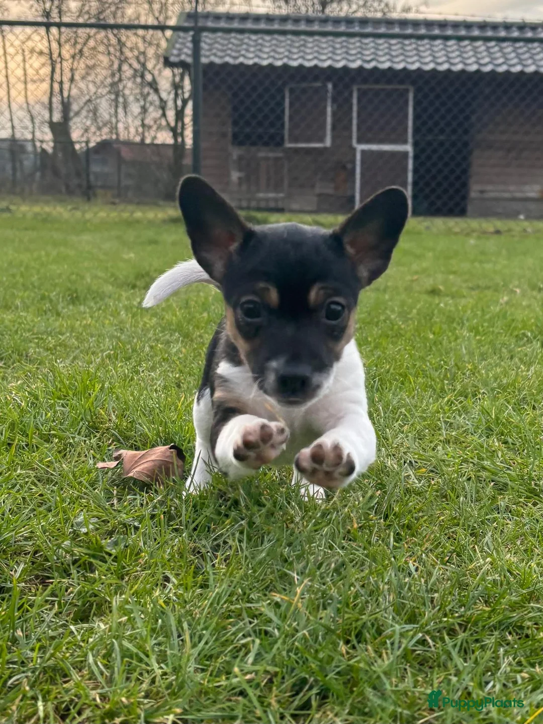 Jack Russel Terriër honden te koop: Jack Russel pup teefje - Advertentie 2