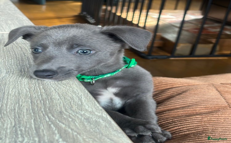 Whippet honden - Advertentie 3