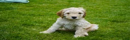 Kruising honden te koop: Lieve kruising labradoodle pups te koop! - Advertentie 14