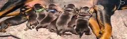 Rottweiler honden te koop: Rottweiler puppies *momenteel allen gereserveerd  - Advertentie 19