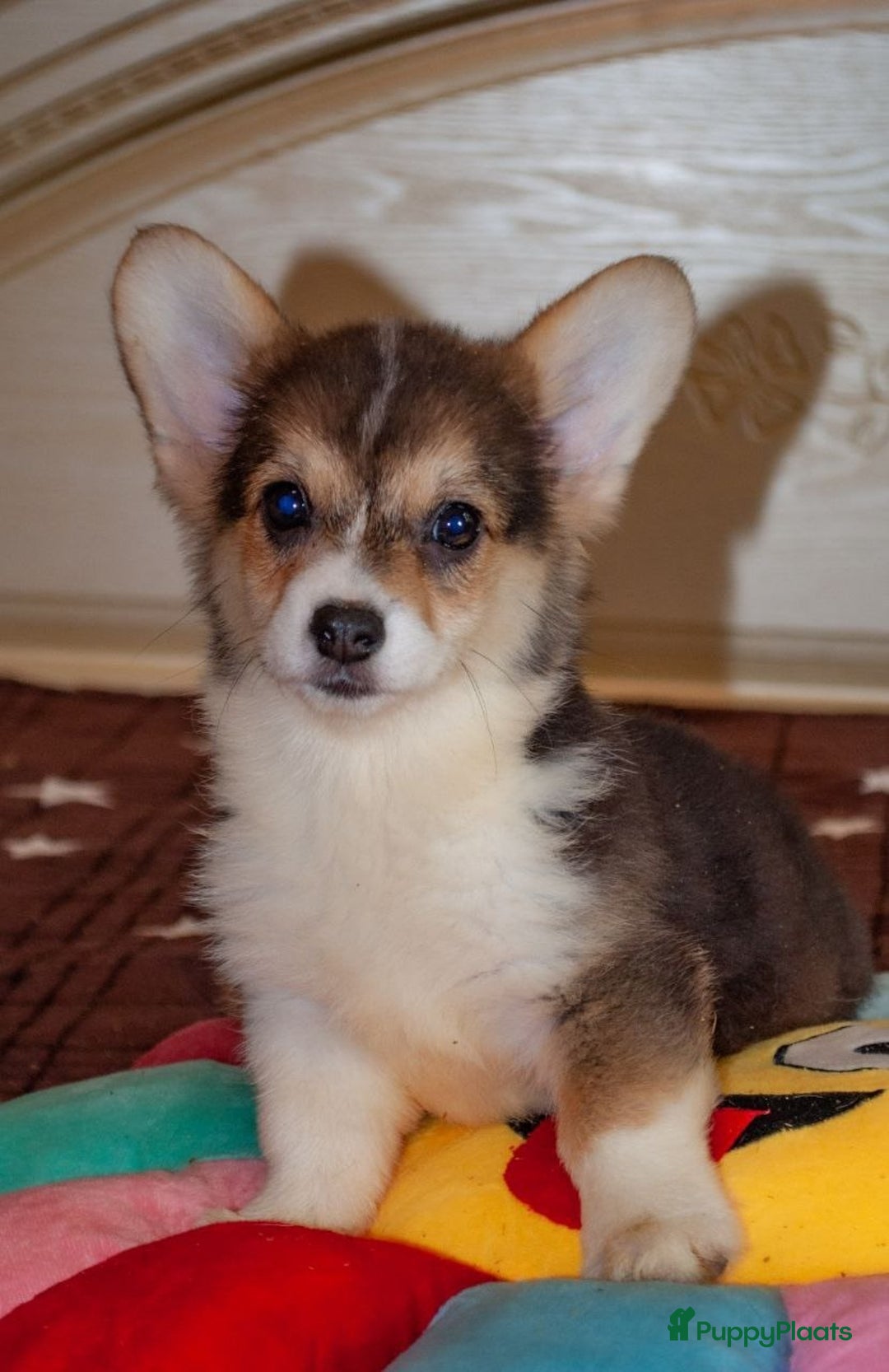 Welsh Corgi Pembroke honden te koop: Welsh Corgi Pembroke - Advertentie 4