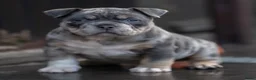 Amerikaanse Bully honden te koop: American Bully pocket pups verwacht  - Advertentie 24