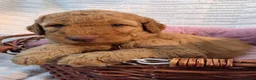 Labradoodle honden te koop: Super fijne multigen half Australian doodles🥰 - Advertentie 4