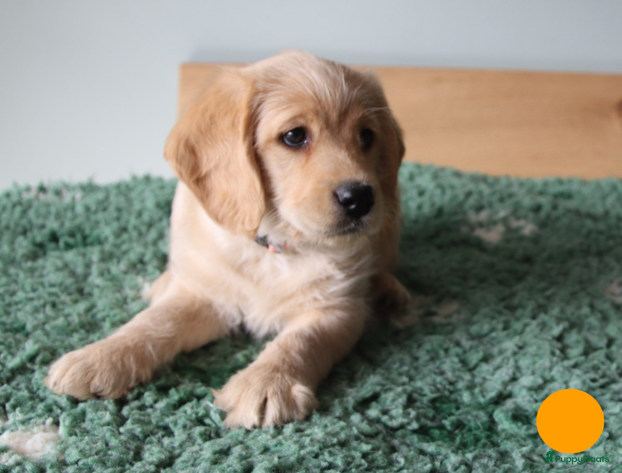 Labradoodle honden Lieve sociale mooie medium labradoodles - Advertentie 1