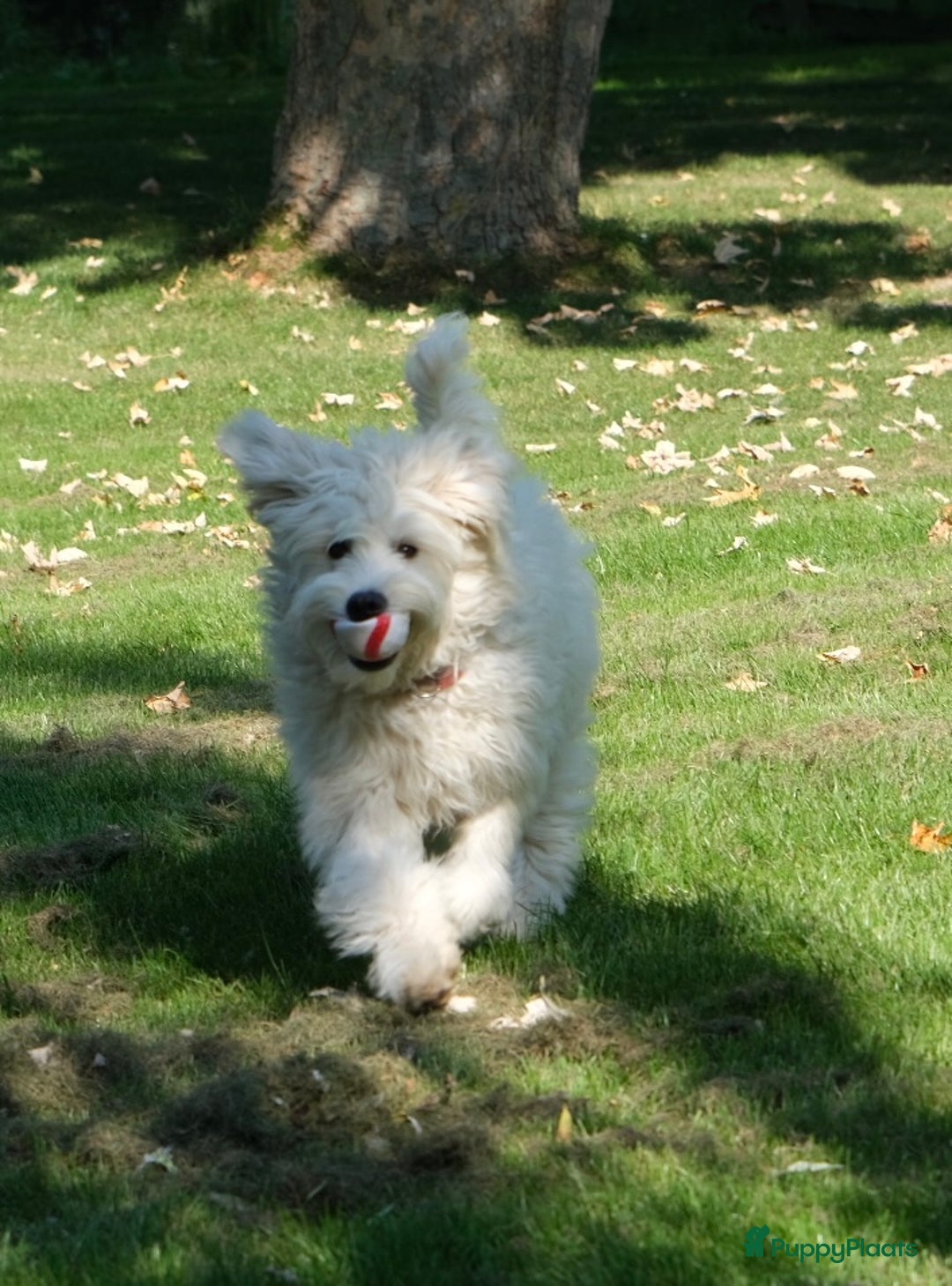Border Collie honden te koop: Prachtige pups Border Collie/Barbado da Terceira - Afbeelding 8
