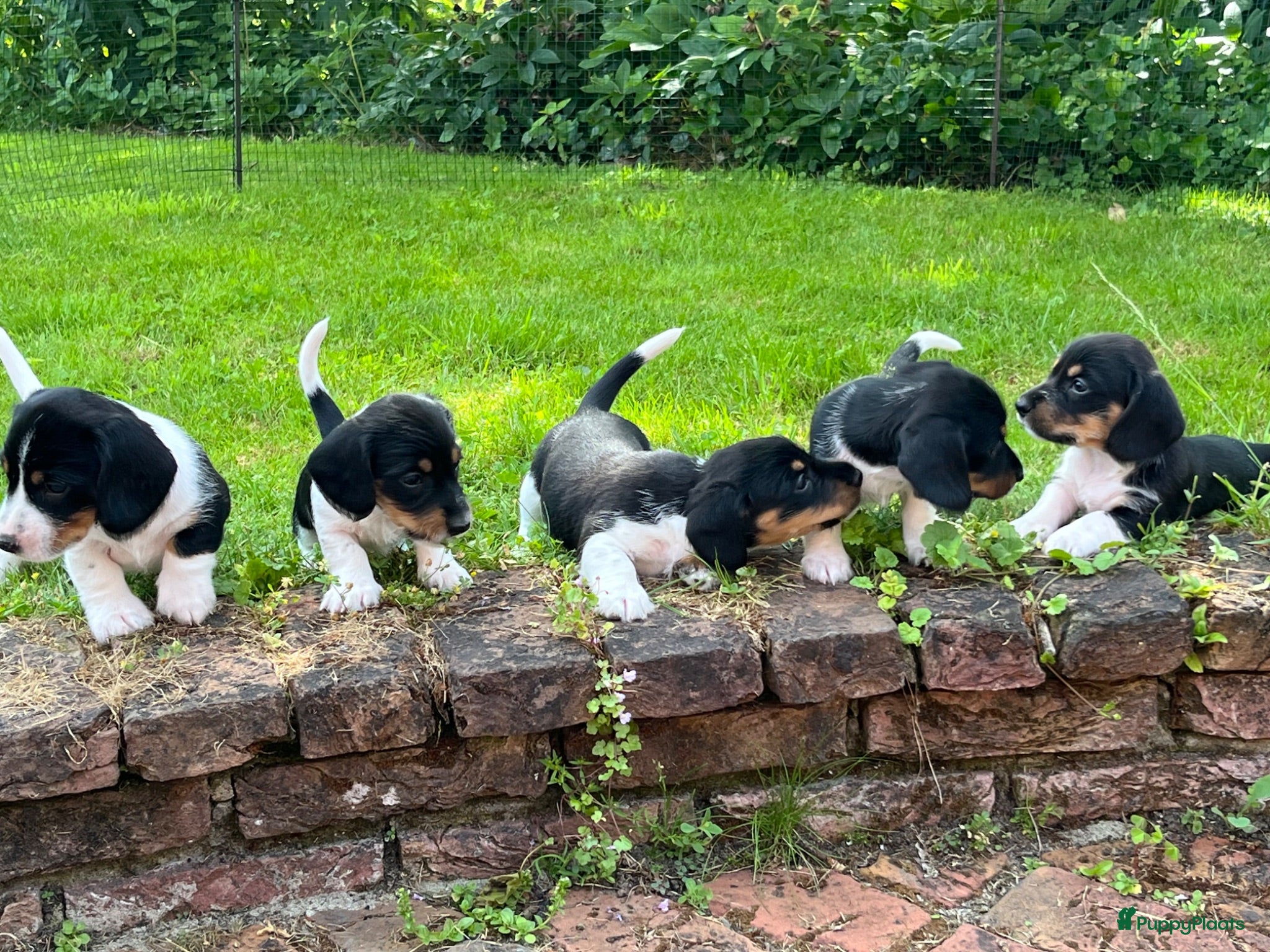 Ruwhaar Teckel honden Nest Ruwhaar Piebald Dwergteckels - Advertentie 1